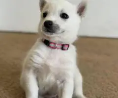 8 beautiful Huskimo puppies for sale