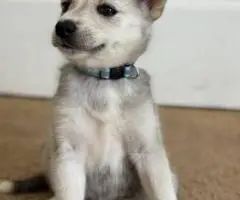 8 beautiful Huskimo puppies for sale