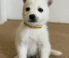 8 beautiful Huskimo puppies for sale