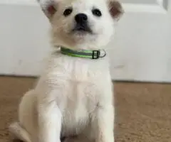8 beautiful Huskimo puppies for sale