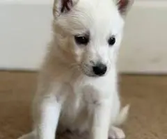 8 beautiful Huskimo puppies for sale