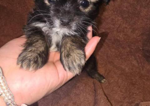 Morkie boys and girls