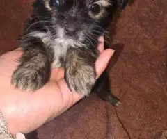 Morkie boys and girls
