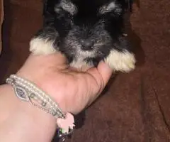 Morkie boys and girls