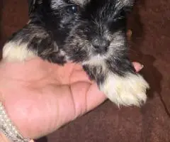 Morkie boys and girls