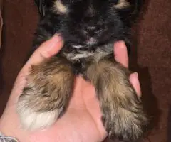 Morkie boys and girls