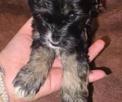 Morkie boys and girls