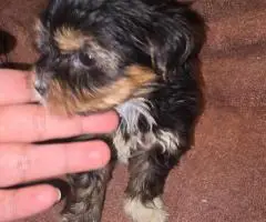 Morkie boys and girls