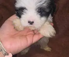 Morkie boys and girls