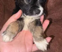Morkie boys and girls