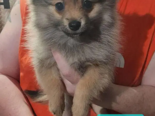 Pomeranian male puppies for sale