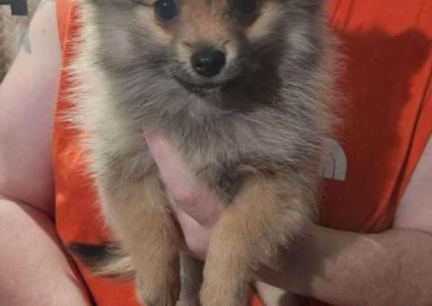 Pomeranian male puppies for sale