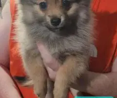 Pomeranian male puppies for sale