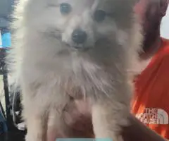 Pomeranian male puppies for sale