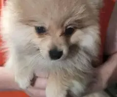 Pomeranian male puppies for sale