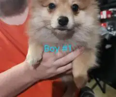 Pomeranian male puppies for sale