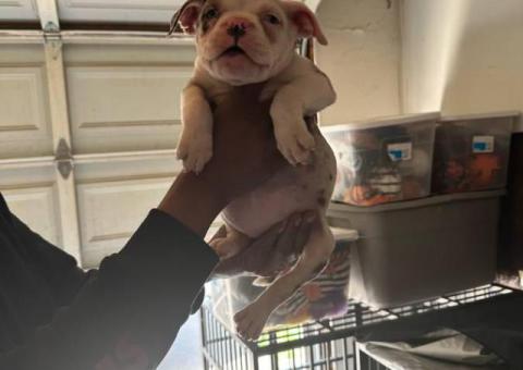 4 Pocket bully puppies for sale