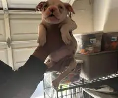 4 Pocket bully puppies for sale