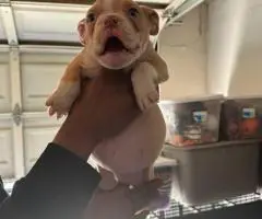 4 Pocket bully puppies for sale
