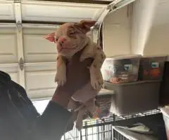4 Pocket bully puppies for sale