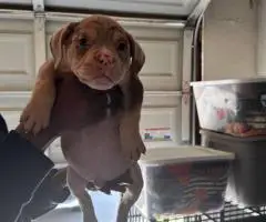 4 Pocket bully puppies for sale