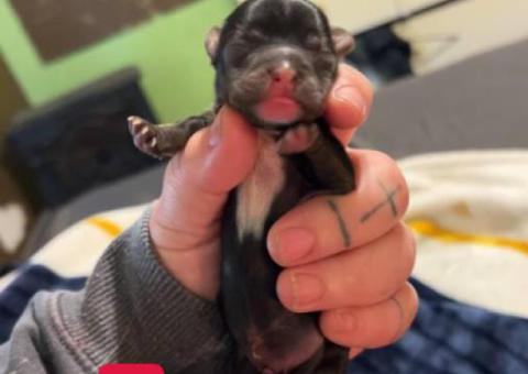 2 Yorkie mix puppies still available
