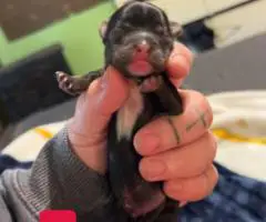 2 Yorkie mix puppies still available