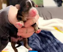 2 Yorkie mix puppies still available