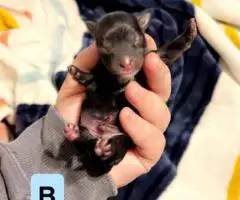 2 Yorkie mix puppies still available