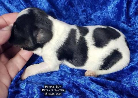 AKC Male Papillon puppies for sale