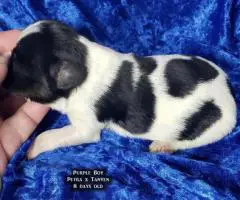 AKC Male Papillon puppies for sale