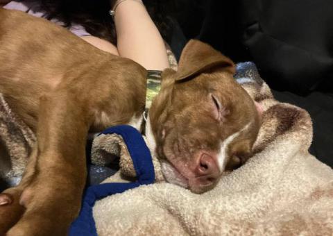 3 months old Pitbull puppies