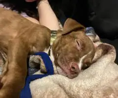 3 months old Pitbull puppies
