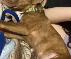 3 months old Pitbull puppies