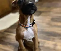 3 months old Pitbull puppies