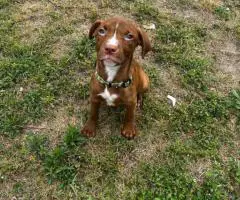 3 months old Pitbull puppies