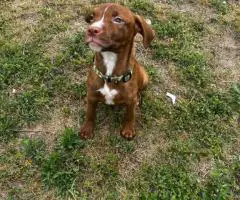 3 months old Pitbull puppies