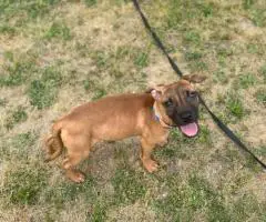 3 months old Pitbull puppies