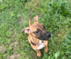 3 months old Pitbull puppies