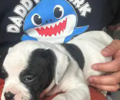 Bulldog x Boxer puppies