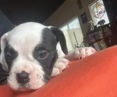 Bulldog x Boxer puppies