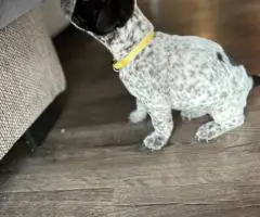 Bulldog x Boxer puppies