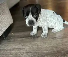 Bulldog x Boxer puppies