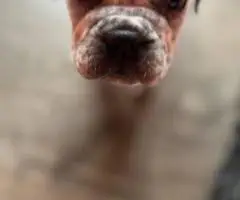 Bulldog x Boxer puppies