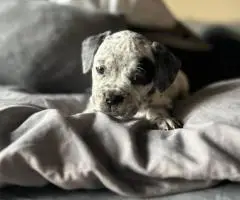 Bulldog x Boxer puppies