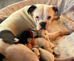 Bulldog x Boxer puppies