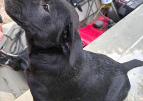 Black and brown Lab puppies for sale