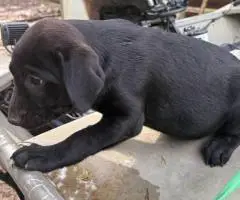 Black and brown Lab puppies for sale