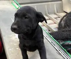 Black and brown Lab puppies for sale