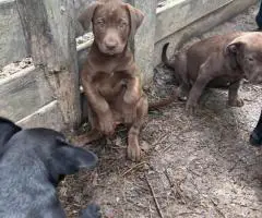 Black and brown Lab puppies for sale